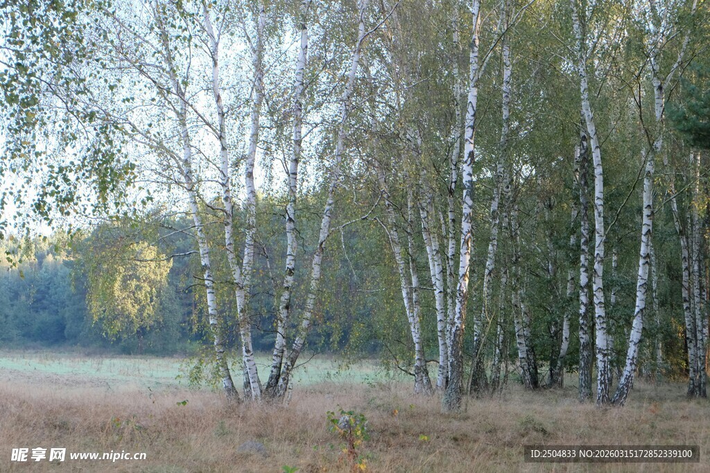 秋日白桦林风景