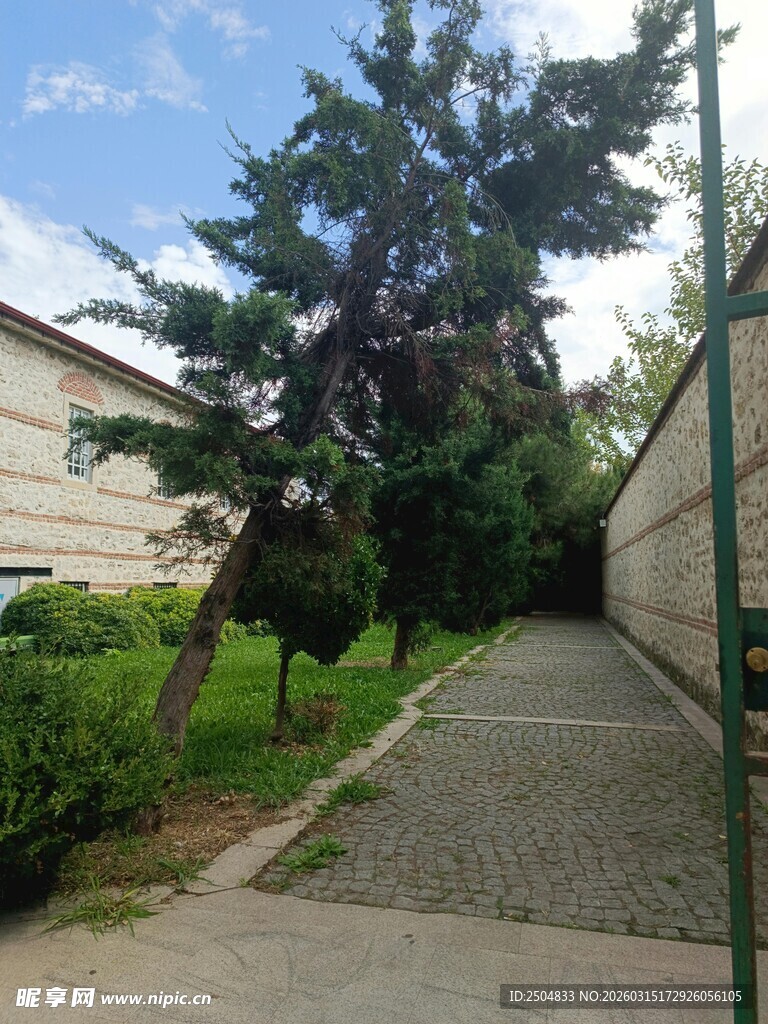 倾斜大树于小径旁