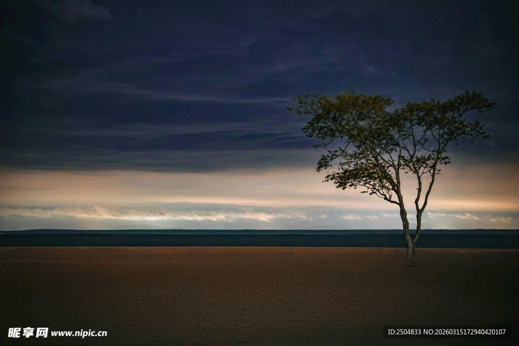 夜幕下的孤树与远方天际