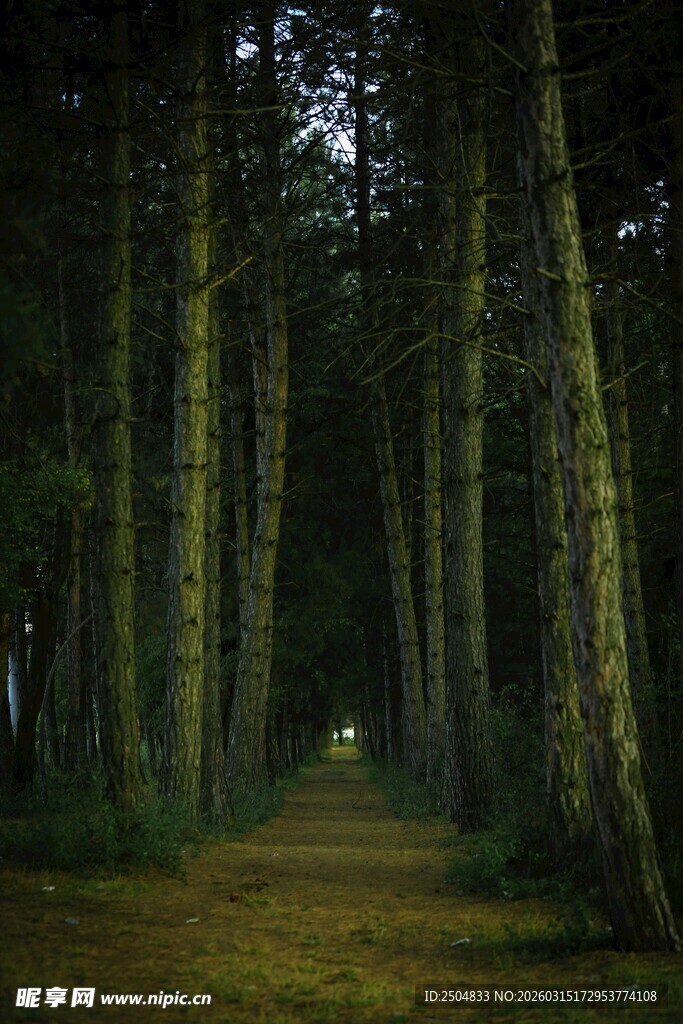 林间幽径 静谧森林之景