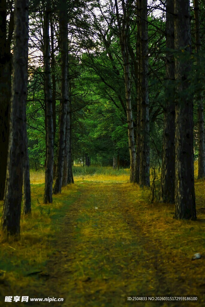 林间幽径 绿意盎然的森林