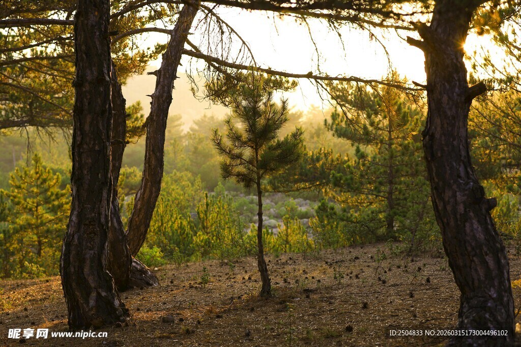 林间夕照 静谧自然之景