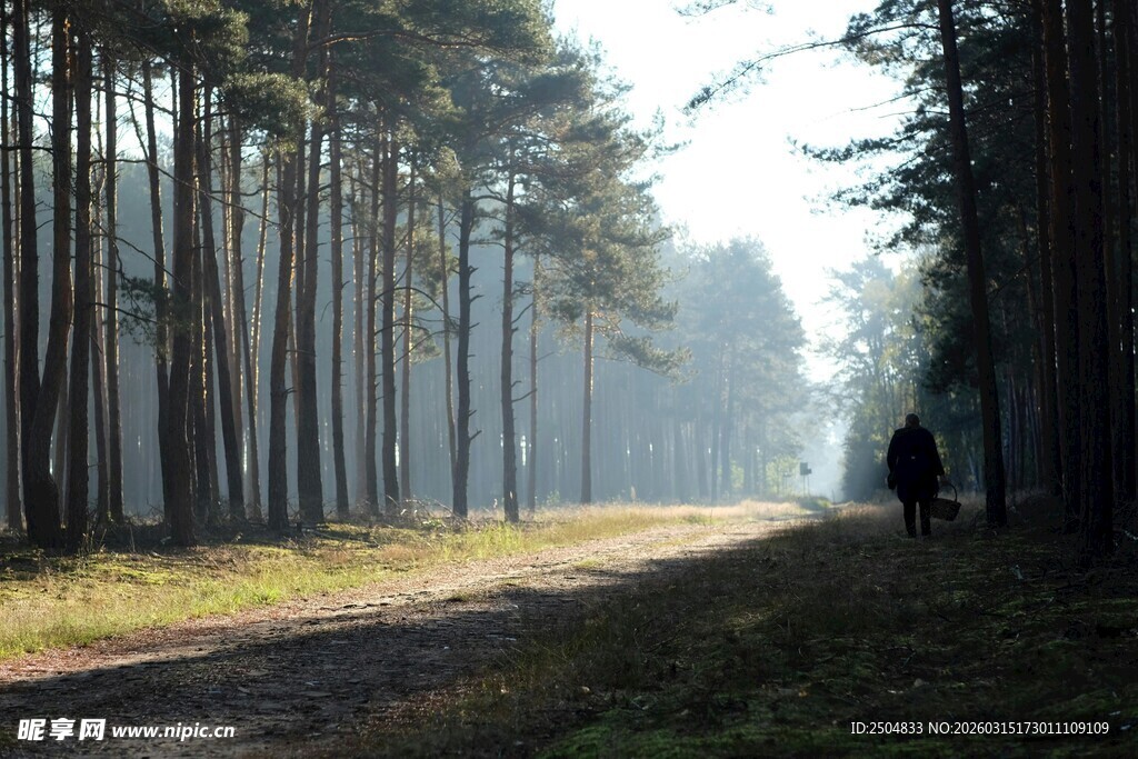 林间小道 静谧的自然之景