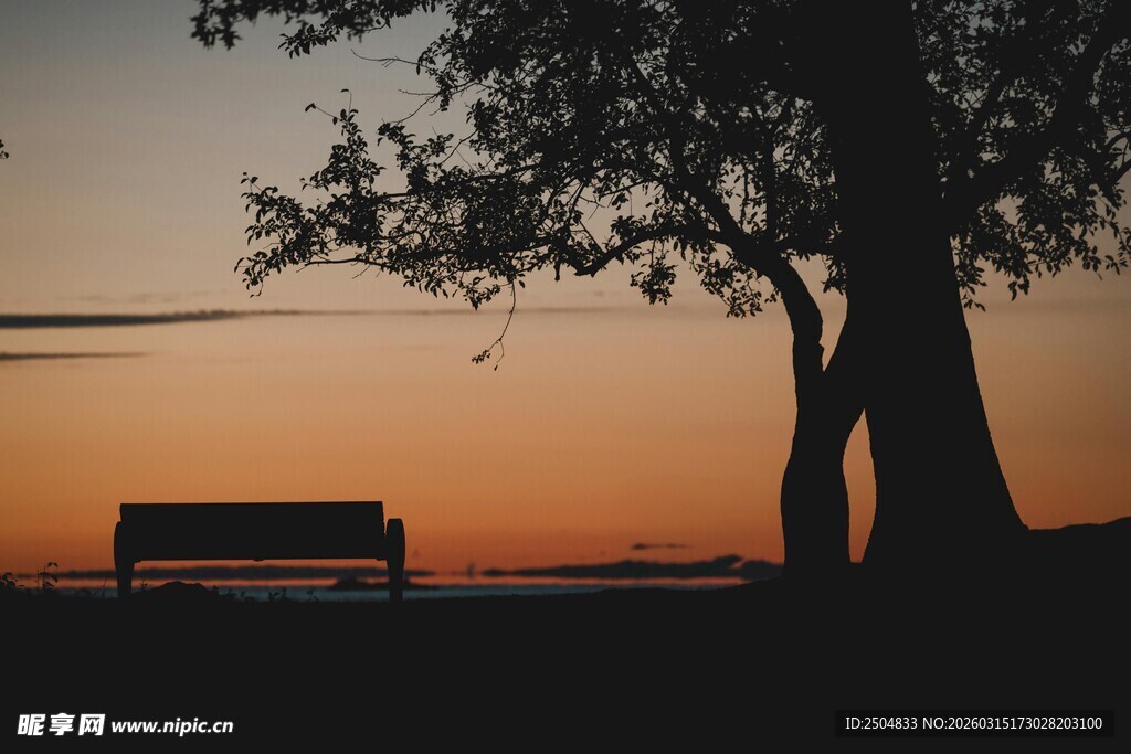 夕阳下的树与长椅