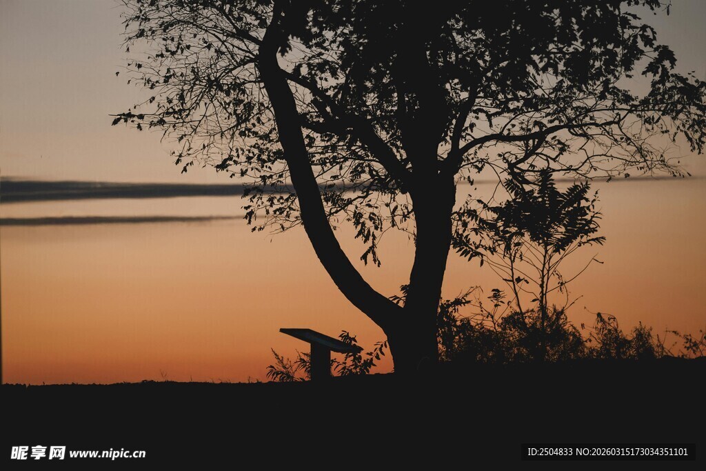 夕阳下的孤树剪影
