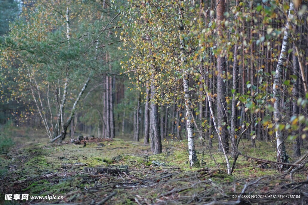 秋日森林景象