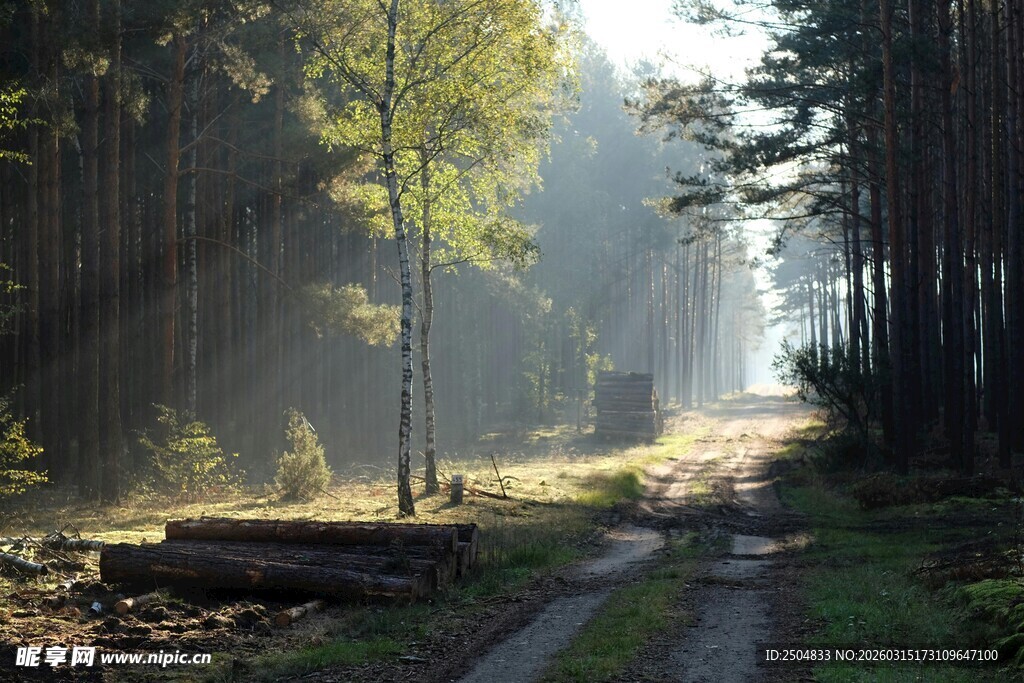 林间晨光小道 静谧自然景