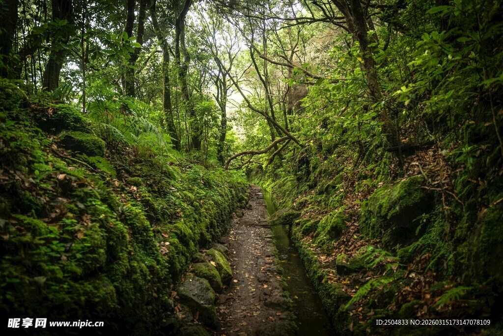 林间幽径 绿意盎然的自然小道