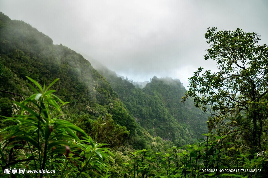 云雾缭绕的翠绿山林