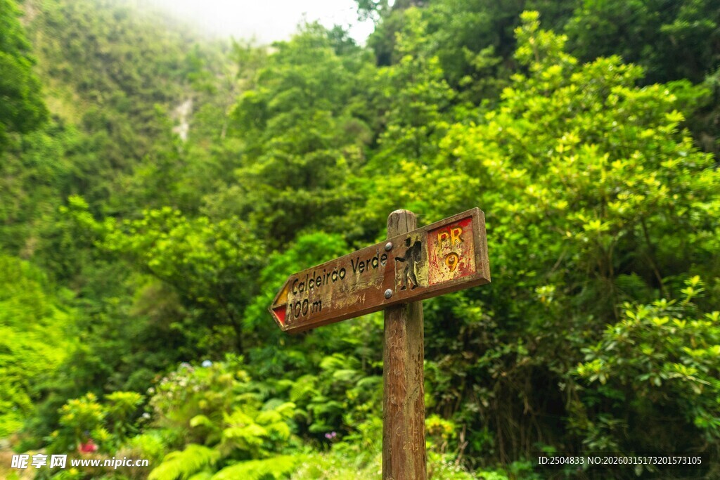 森林中的木质指示路标