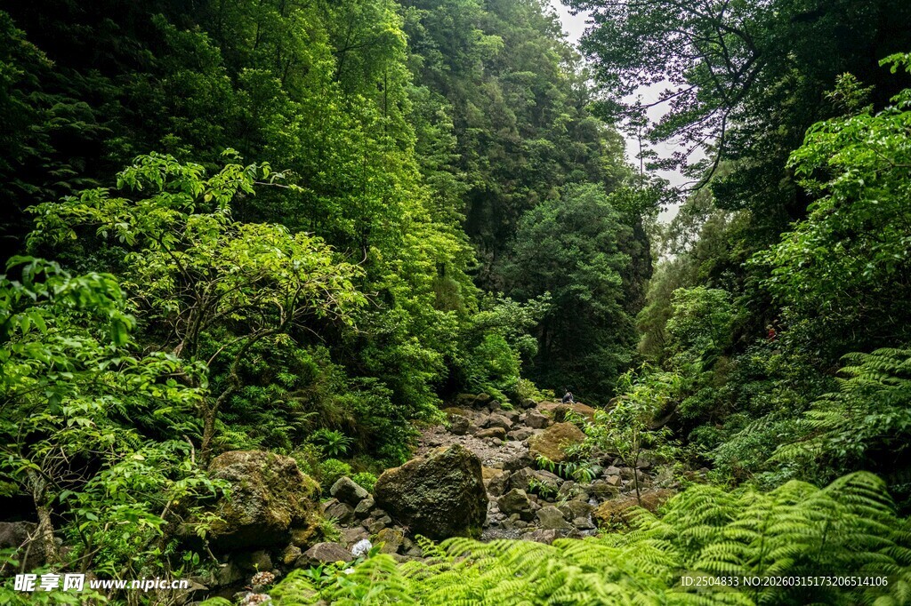 茂密丛林中的绿意景致