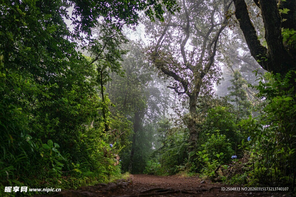 林间雾霭中的幽静小径