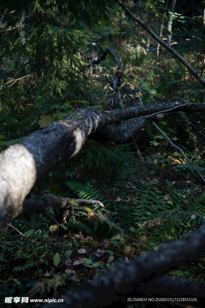 森林中横卧的枯木