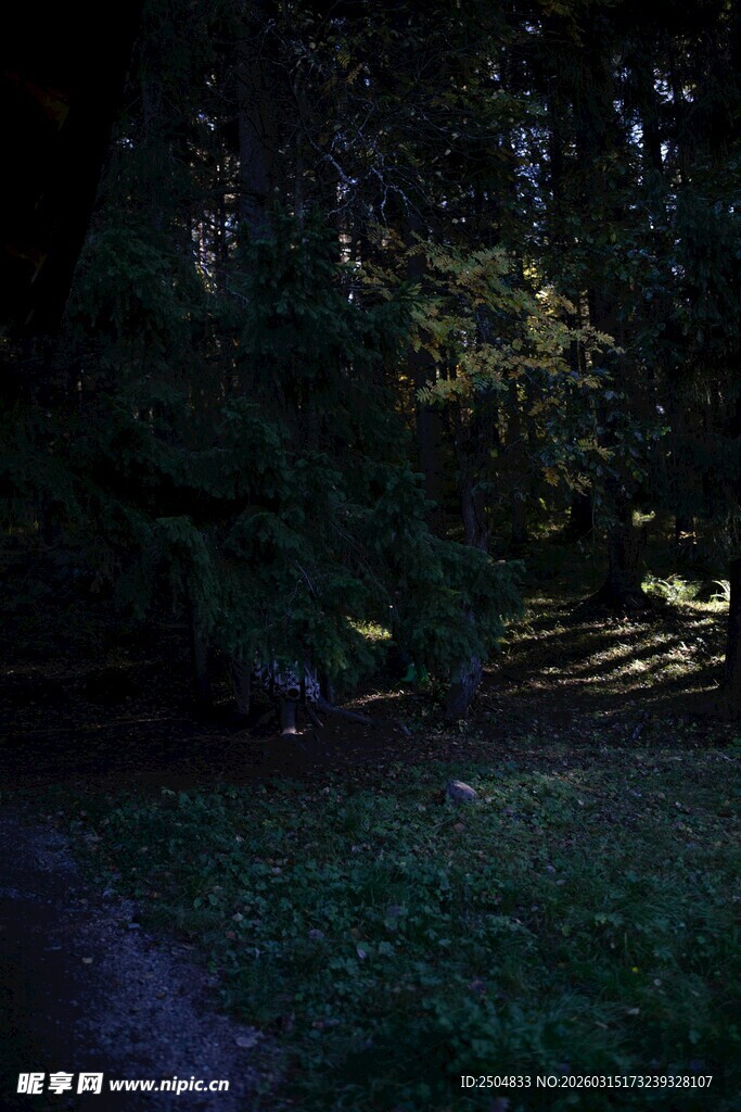 林间小道的静谧光影