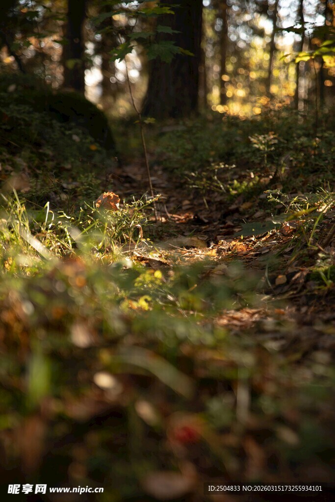 秋日林间光影斑驳小径