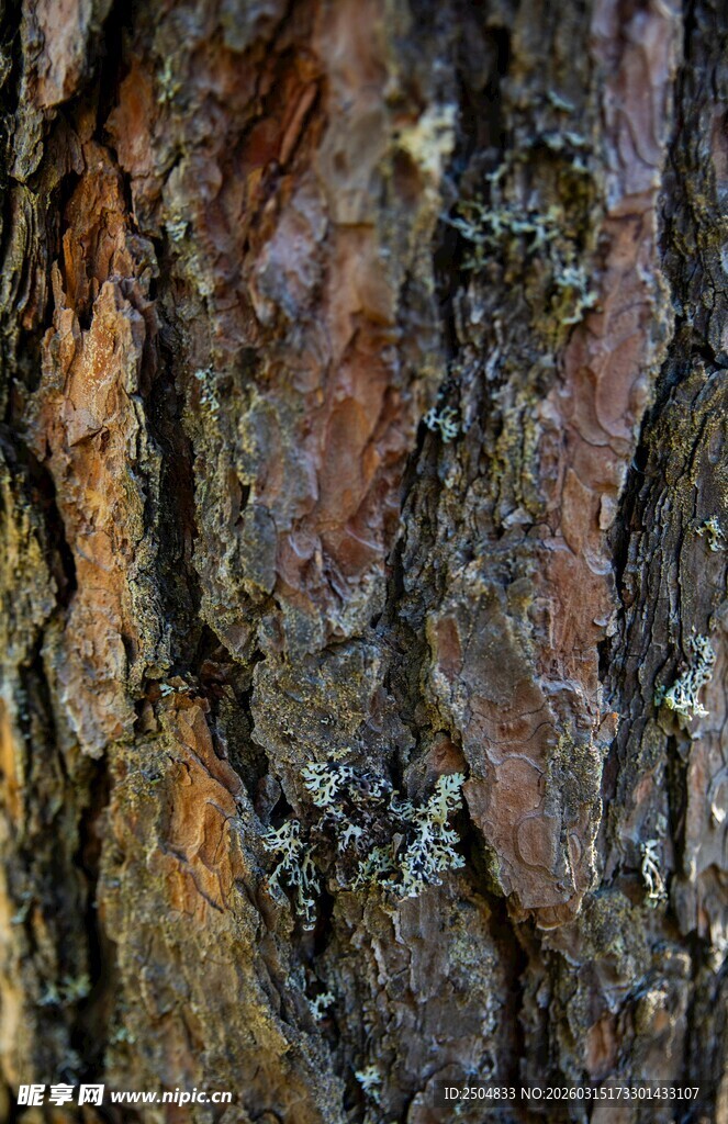 树皮纹理特写