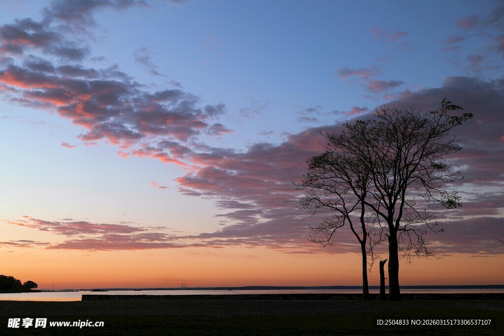 日落时分的孤树美景