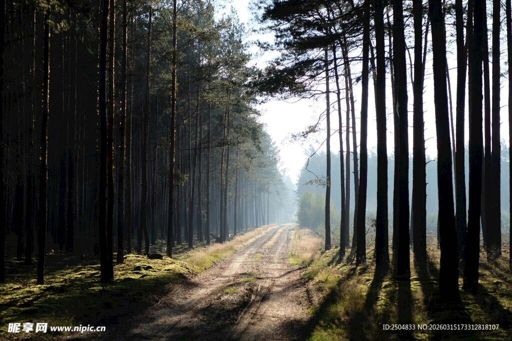 林间阳光洒落的静谧小路