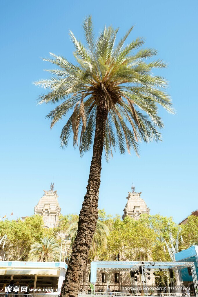 高大棕榈树与背景建筑