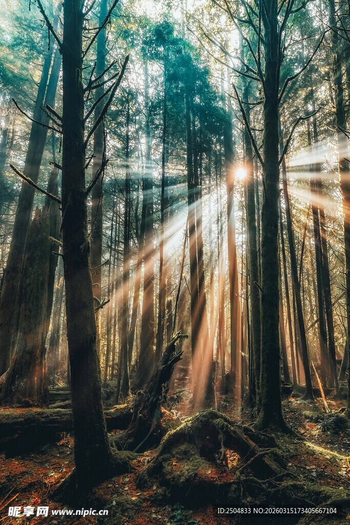 阳光穿透森林的梦幻景象