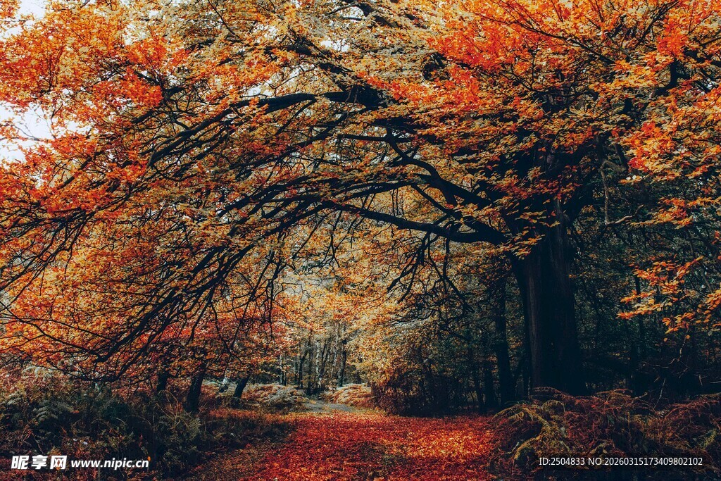 秋日林间斑斓的红叶小径