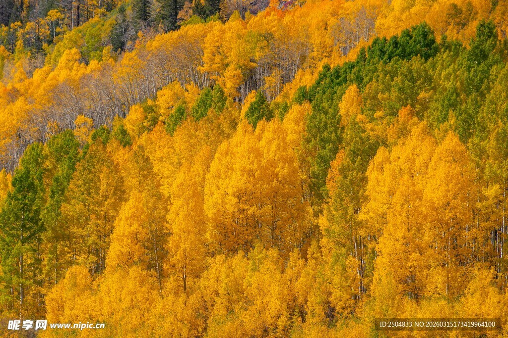 秋日山林斑斓美景