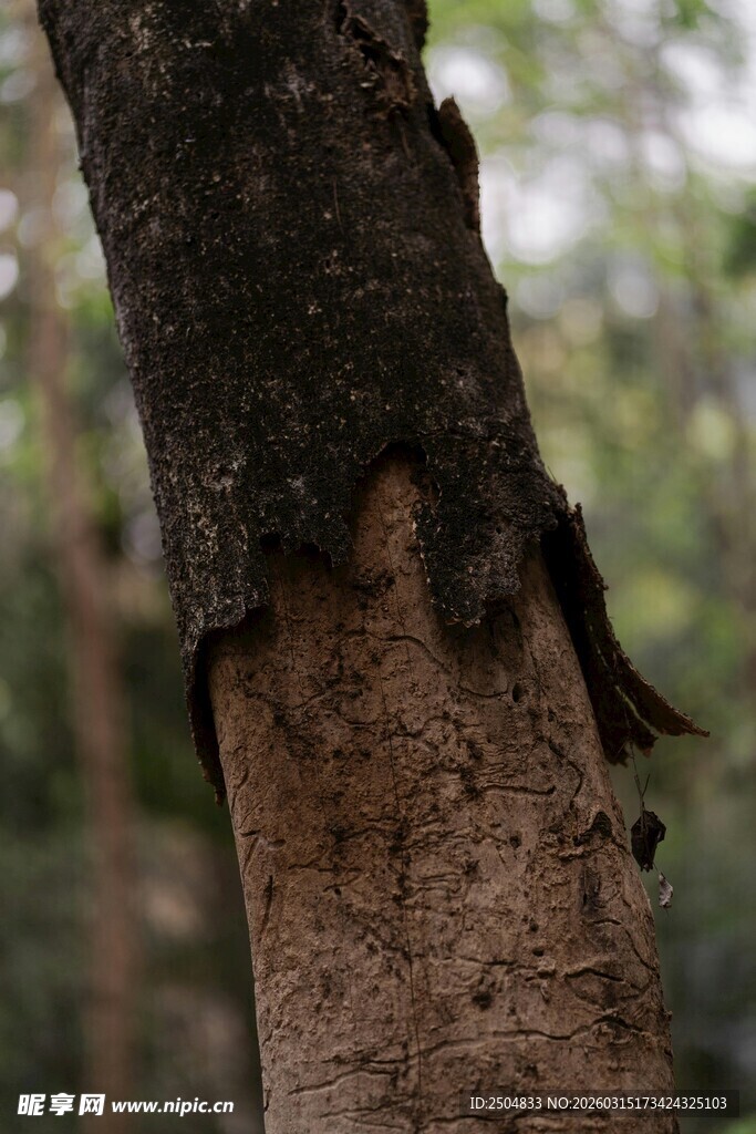 树干上的奇特树皮纹理