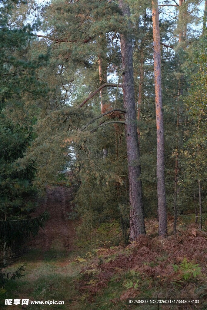 秋日森林深处的静谧景象
