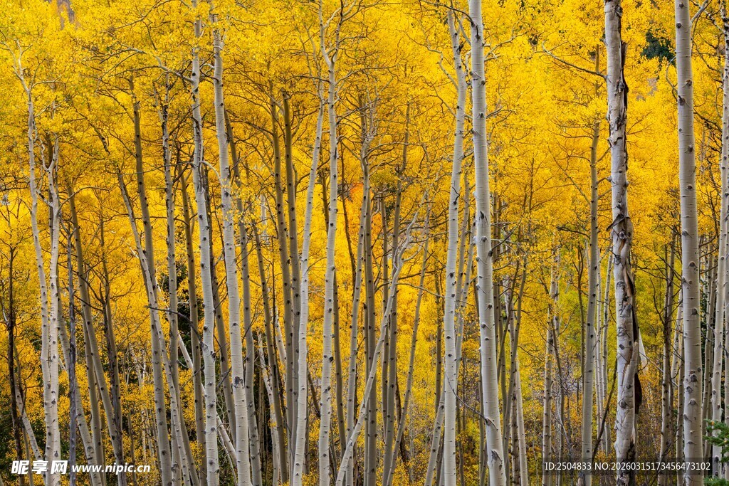 金秋白杨林 满目绚烂
