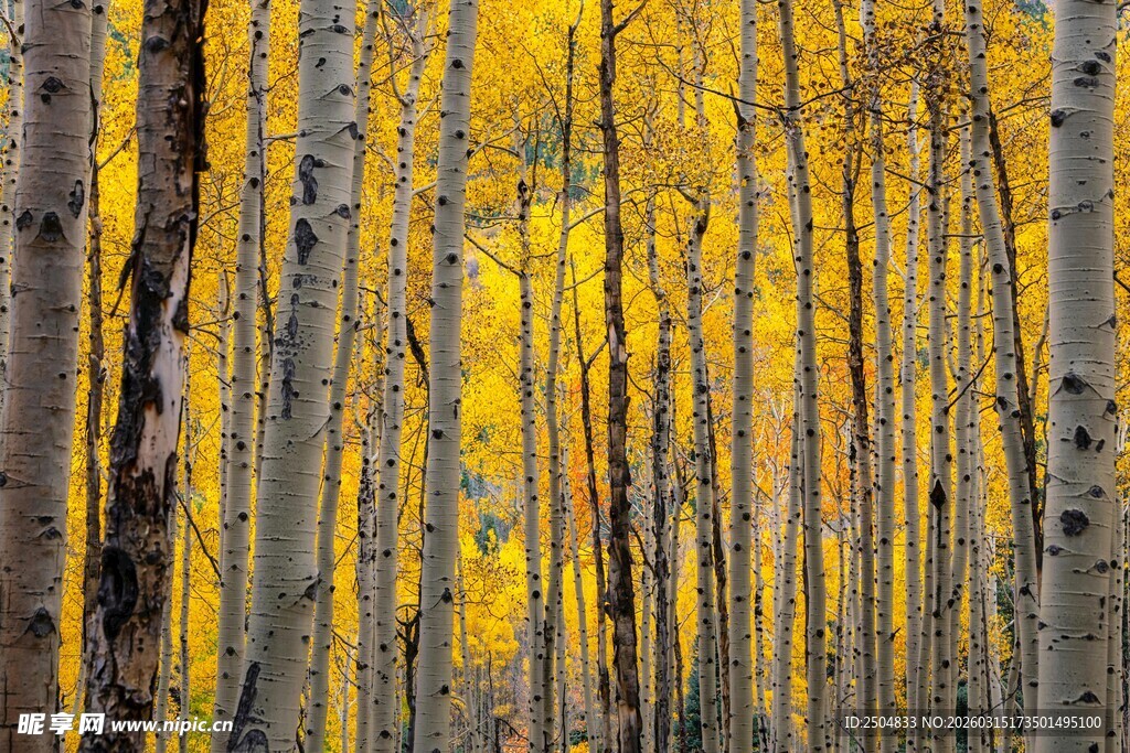 金秋白桦林美景