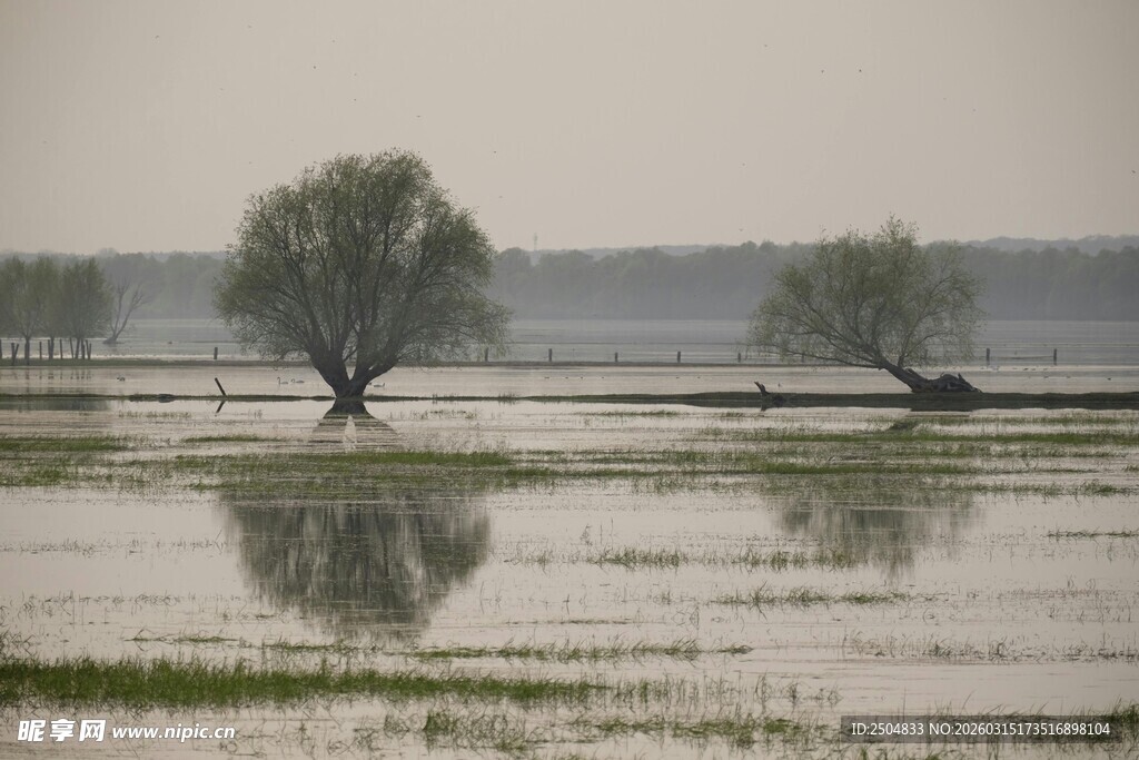 水乡孤树 静谧田园景致
