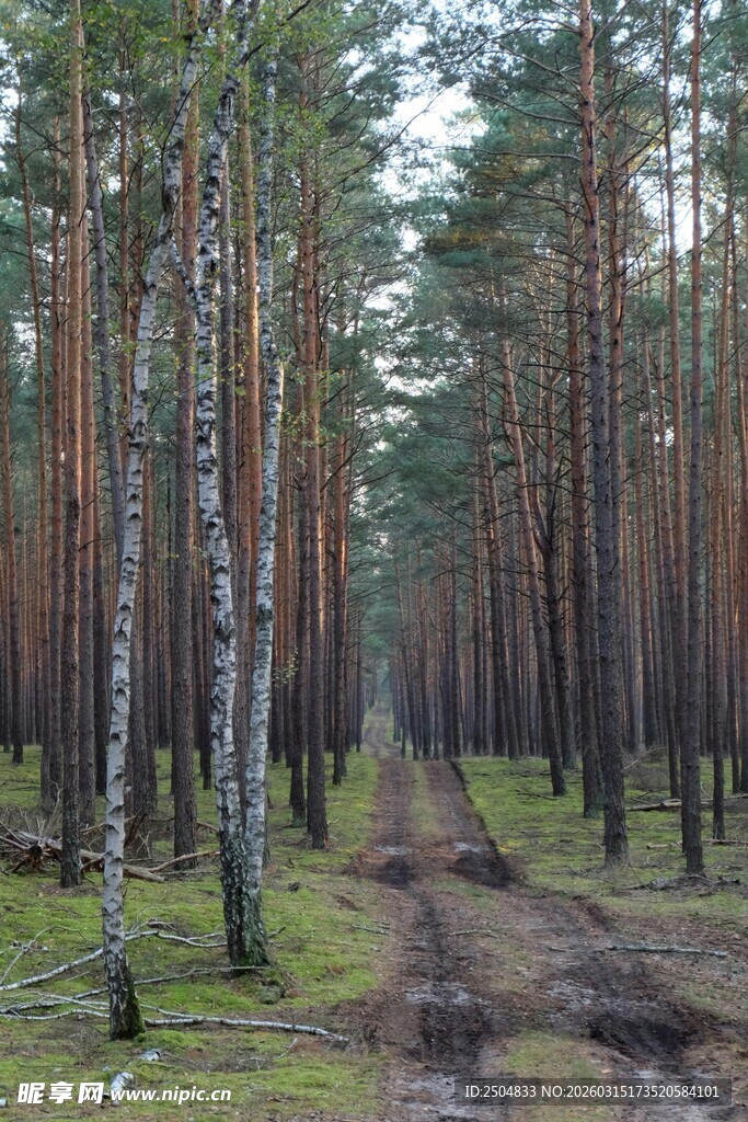 林间小径 静谧的松林风光