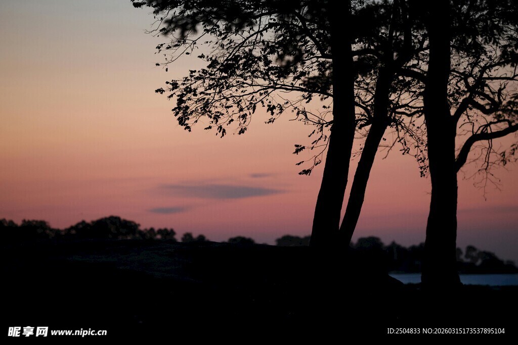 夕阳下的树木剪影