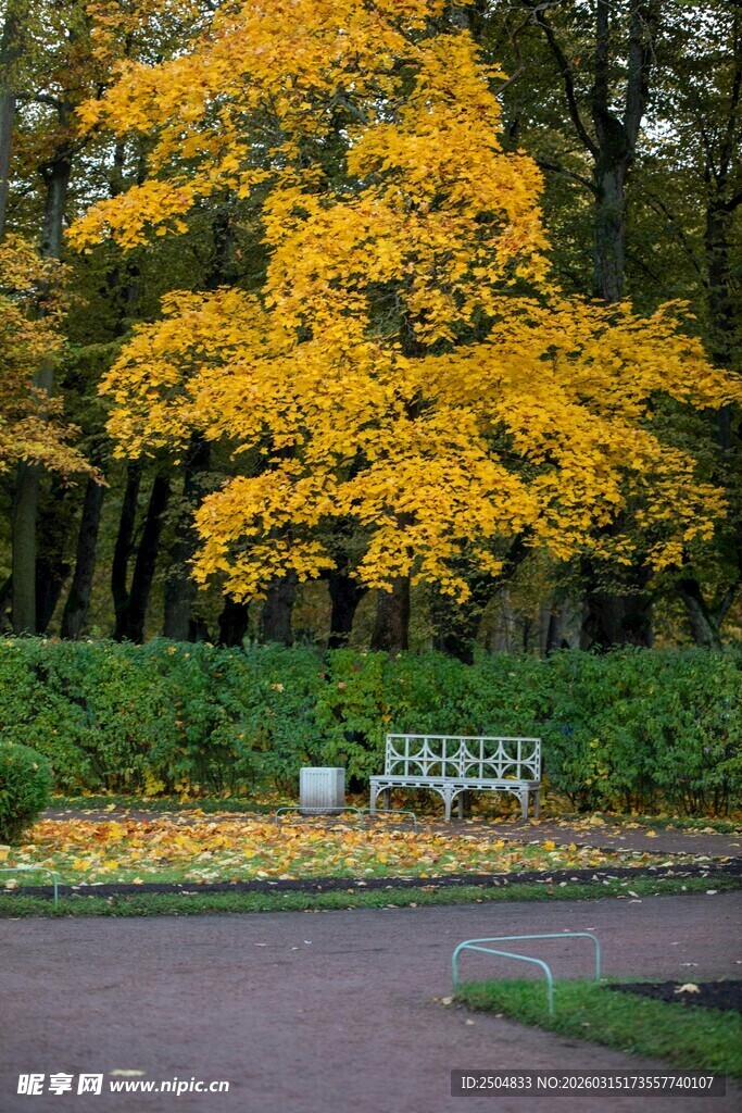 秋日公园黄叶长椅美景