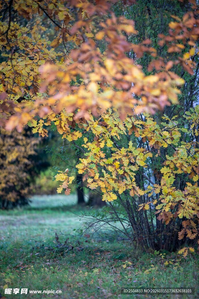 秋日斑斓树林美景
