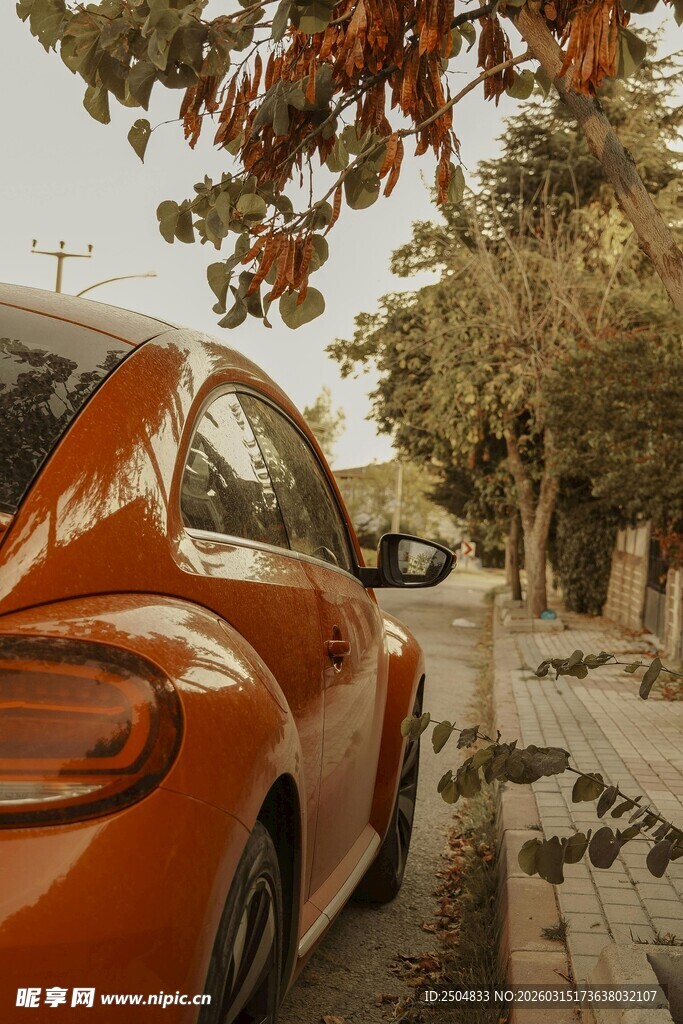 橙色甲壳虫停于秋日街道