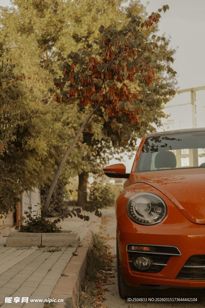 橙色甲壳虫停在林荫道旁