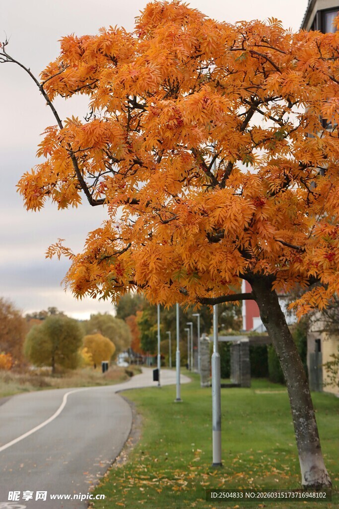 秋日路边的绚烂橙黄树木