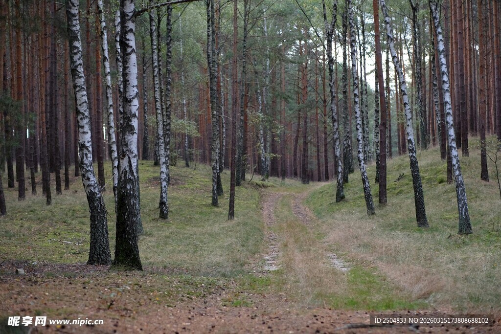 林间小径 静谧桦树林景