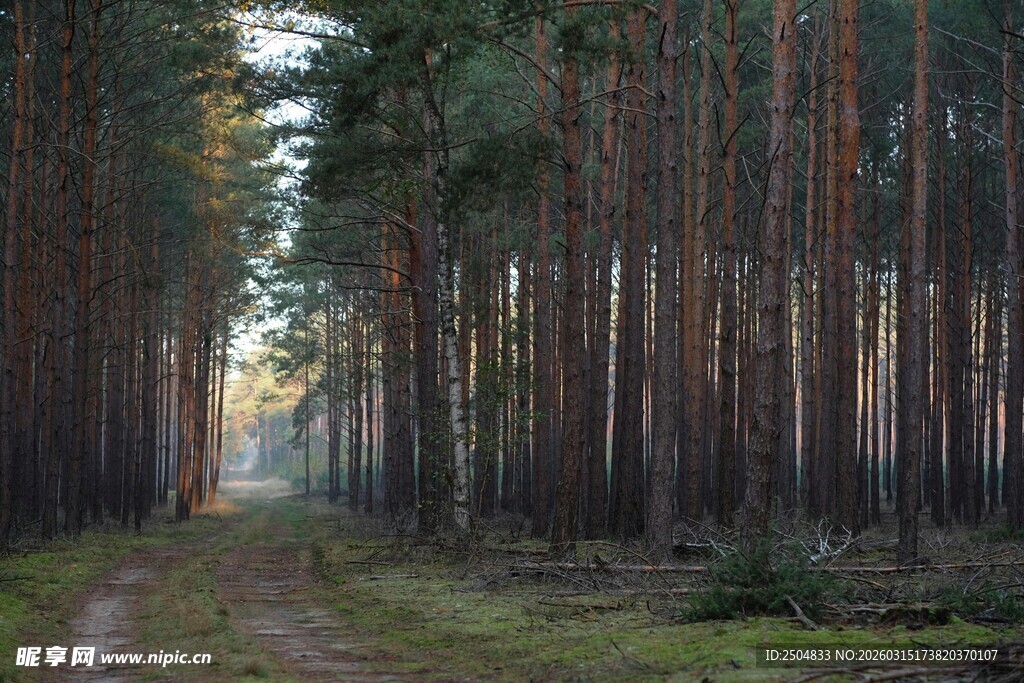 林间小道 静谧的松林景致