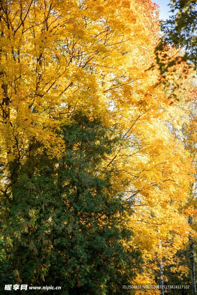 秋日金黄树林美景