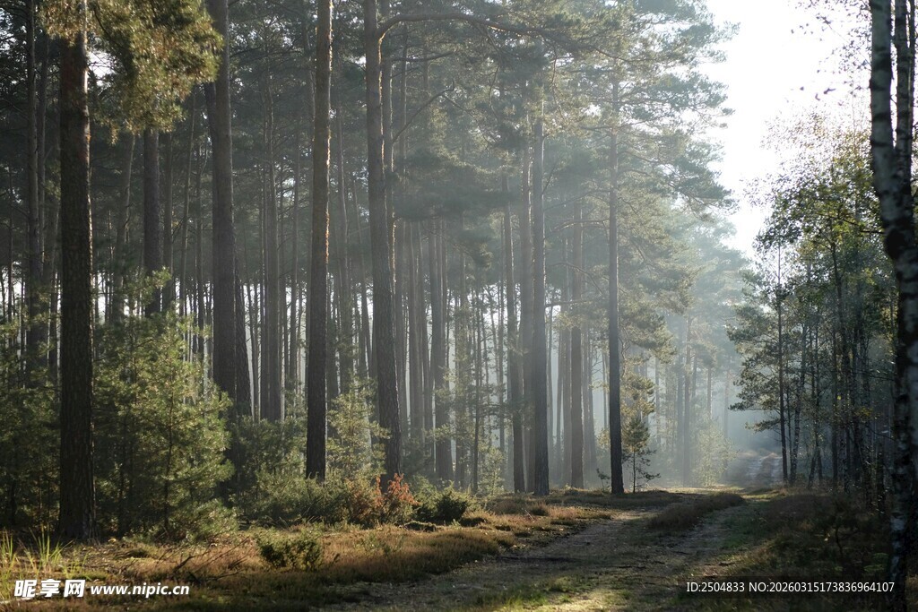 林间晨雾弥漫的静谧小道