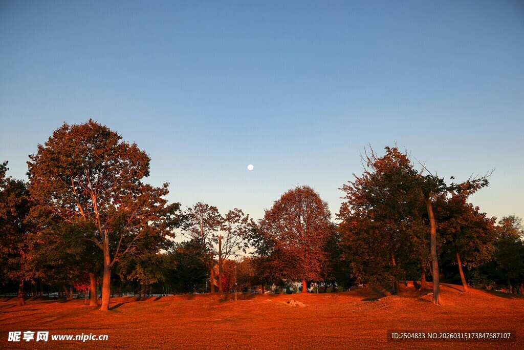 秋日黄昏下的树林美景