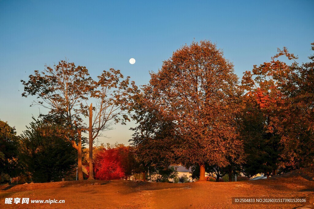 秋日黄昏的树林美景