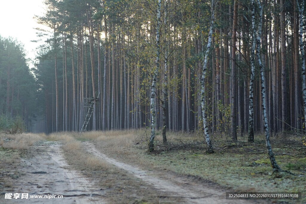 林间土路 静谧森林景象