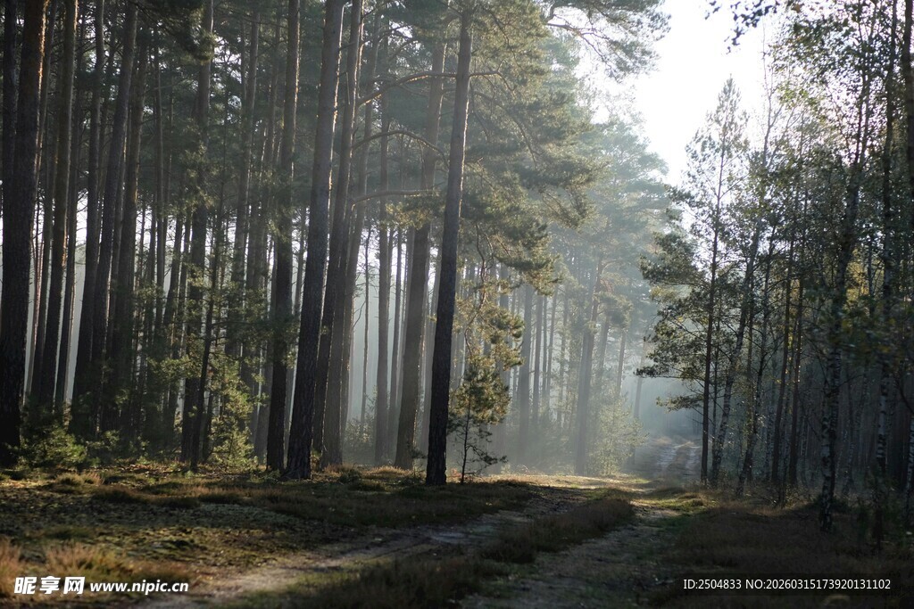林间晨光 静谧森林美景