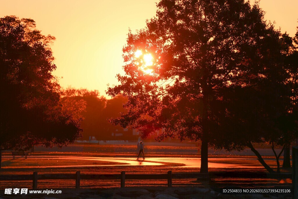 夕阳下的树林美景