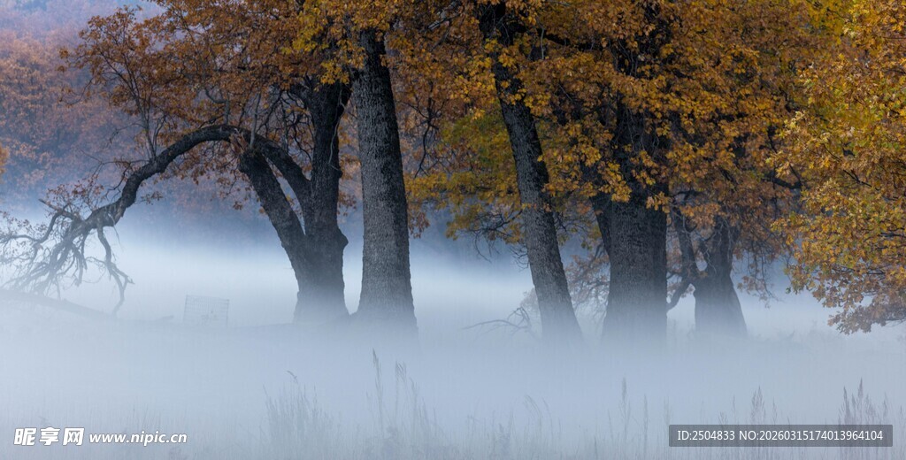 雾中秋林 尽显静谧之美