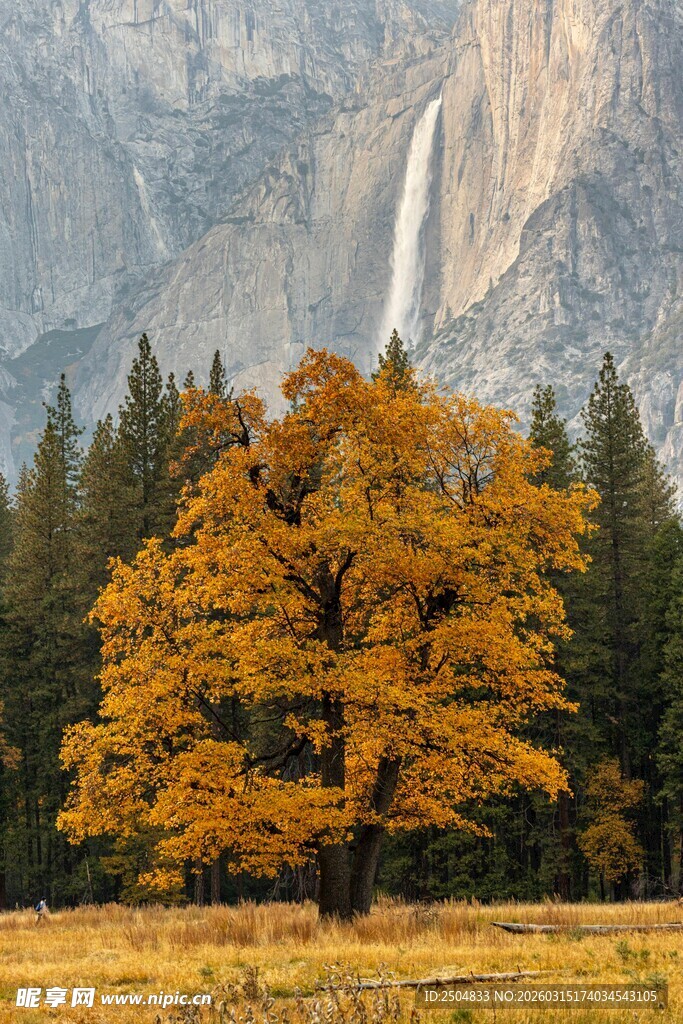 秋日山林中的壮丽瀑布景观