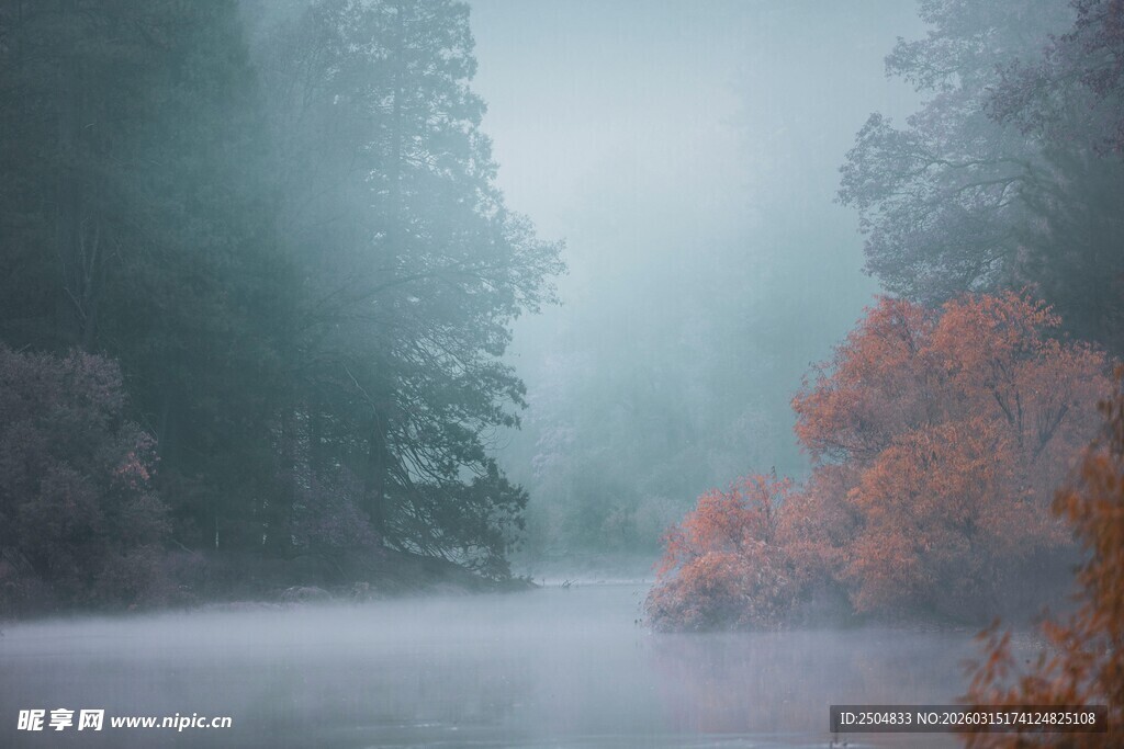 雾中幽林 秋意浸染之景